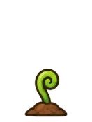 Fern, stage 2 of 6: Fiddlehead