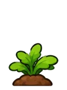 Daisy, stage 3 of 6: Leafy