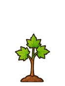 Maple, stage 3 of 6: Sapling