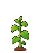 Sunflower, stage 4 of 6: Tall Stalk