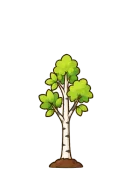 Birch, stage 4 of 6: Young Tree