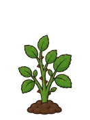 Rose, stage 4 of 6: Bush