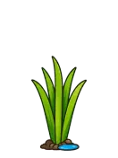 Cattail, stage 4 of 6: Tall Reeds