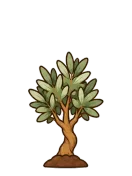 Olive, stage 4 of 6: Young Tree