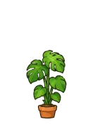 Monstera, stage 4 of 6: Splitting