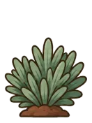Lavender, stage 4 of 6: Bush