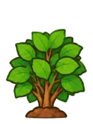 Hydrangea, stage 4 of 6: Leafy Shrub