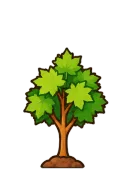 Maple, stage 4 of 6: Young Tree