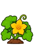 Pumpkin, stage 4 of 6: Blossom