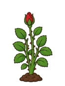 Rose, stage 5 of 6: Rosebud