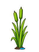 Cattail, stage 5 of 6: Green Spikes