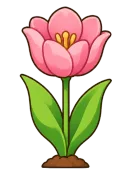 Tulip, stage 5 of 5: Full Bloom
