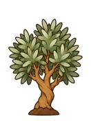 Olive, stage 5 of 6: Mature Tree