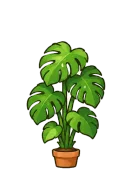 Monstera, stage 5 of 6: Lush