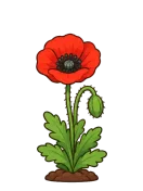 Poppy, stage 5 of 6: First Poppy