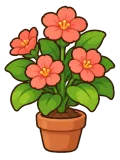 Focus pot plant, stage 5 of 5