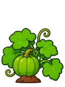 Pumpkin, stage 5 of 6: Young Pumpkin