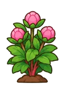 Peony, stage 5 of 6: Round Buds
