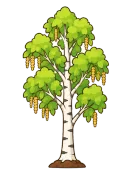 Birch, stage 6 of 6: Golden Catkins