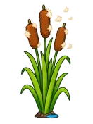 Cattail, stage 6 of 6: Fluffy Tails