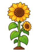 Sunflower, stage 6 of 6: Full Sun