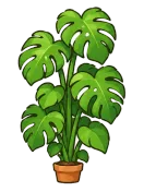 Monstera, stage 6 of 6: Jungle